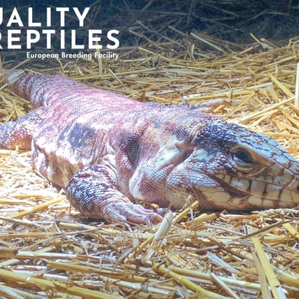 High White PEARL-Line Argentine Tegus