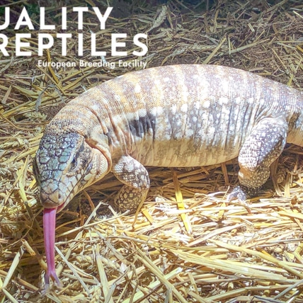 Anery Red Tegu Argentine Tegus