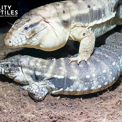 Anery Red Tegu Argentine Tegus