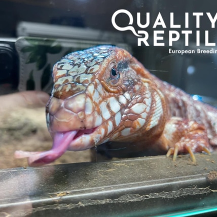 High White Red Tegu Argentine Tegus