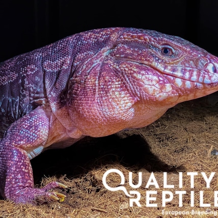 Purple DEVIL-Line X High White PEARL-Line Red Tegu Argentine Tegus