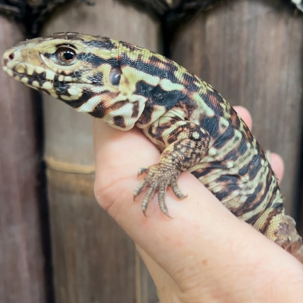 Purple DEVIL-Line Red Tegu CB24 Argentine Tegus