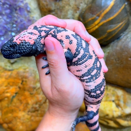 CB2024 Gila Monster (Heloderma Suspectum DNA-Sexed)