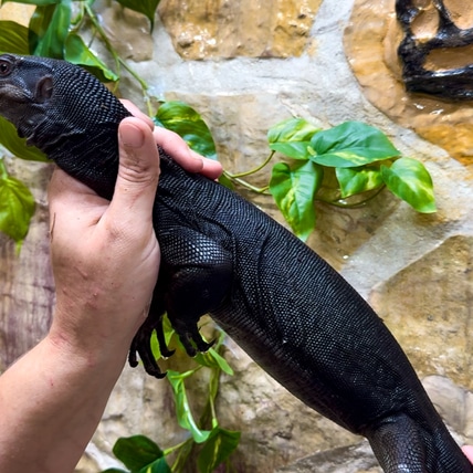 Black Dragon - Varanus Salvator “komaini” CB24 Water Monitor