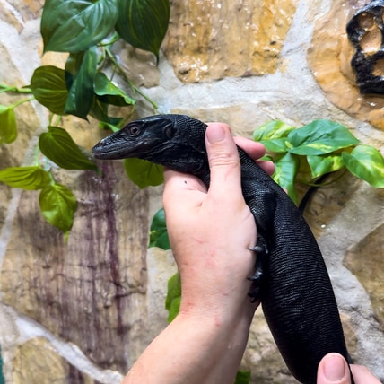 Black Dragon - Varanus Salvator “komaini” CB24 Water Monitor