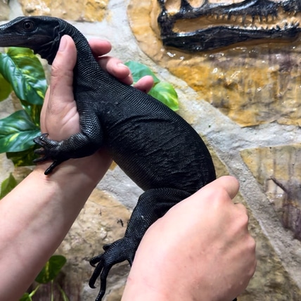 Black Dragon - Varanus Salvator “komaini” CB24 Water Monitor