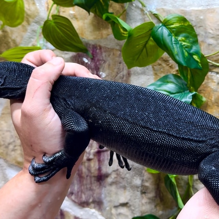 Black Dragon - Varanus Salvator “komaini” CB24 Water Monitor