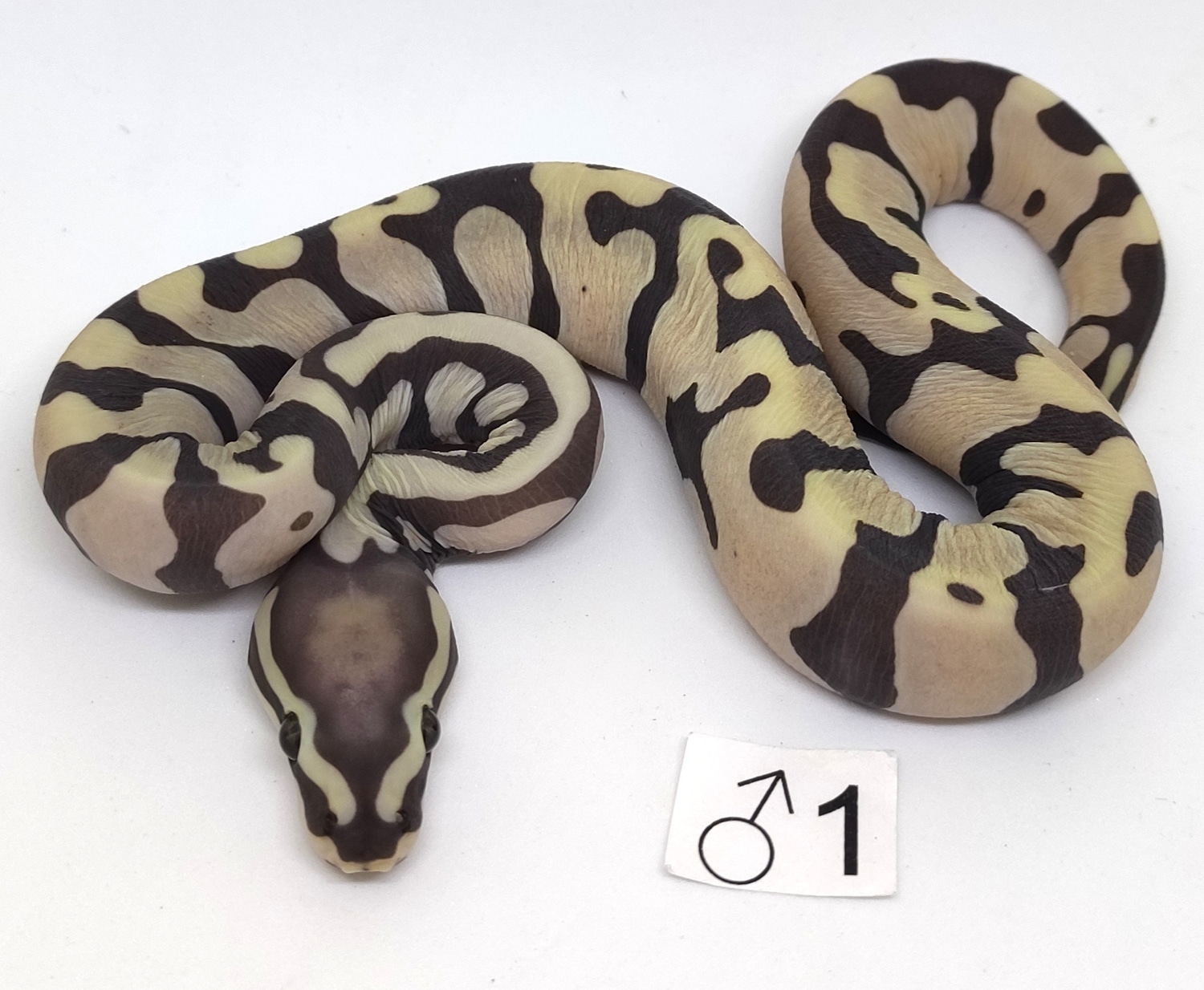 Scaleless Ball Python by Quality Snakes - MorphMarket