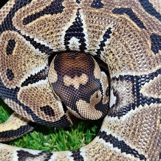 Het Albino 66% Het Axanthic 50% Het Whitewash Ball Python by Queen City ...