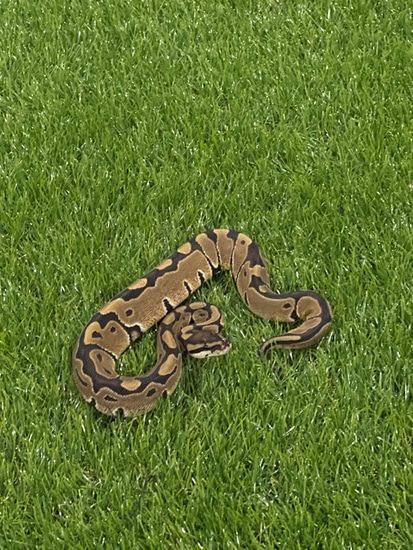 HET ALBINO 66% Het VPI Axanthic 50% Het Whitewash Ball Python by Queen ...