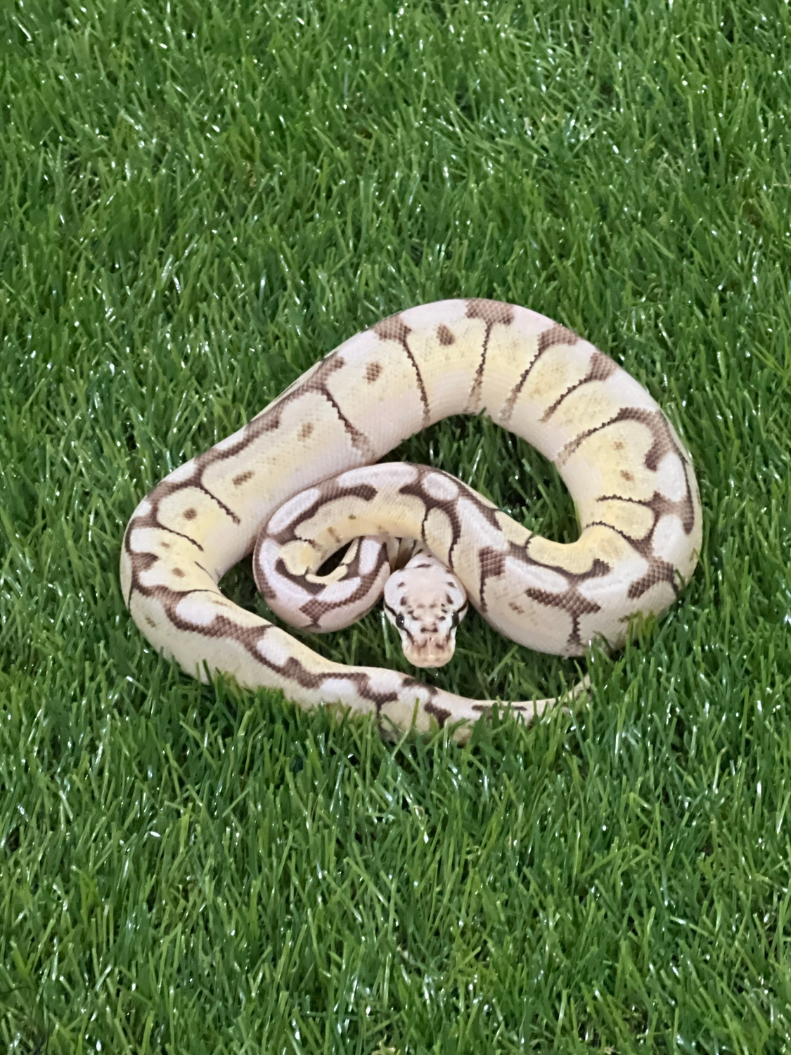 Calibee 50% Het Clown Ball Python by Queen City Exotics - MorphMarket