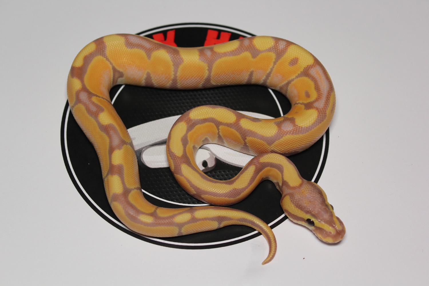 Banana OD Enchi 100 Het Hypo Ball Python by Quick Herp MorphMarket