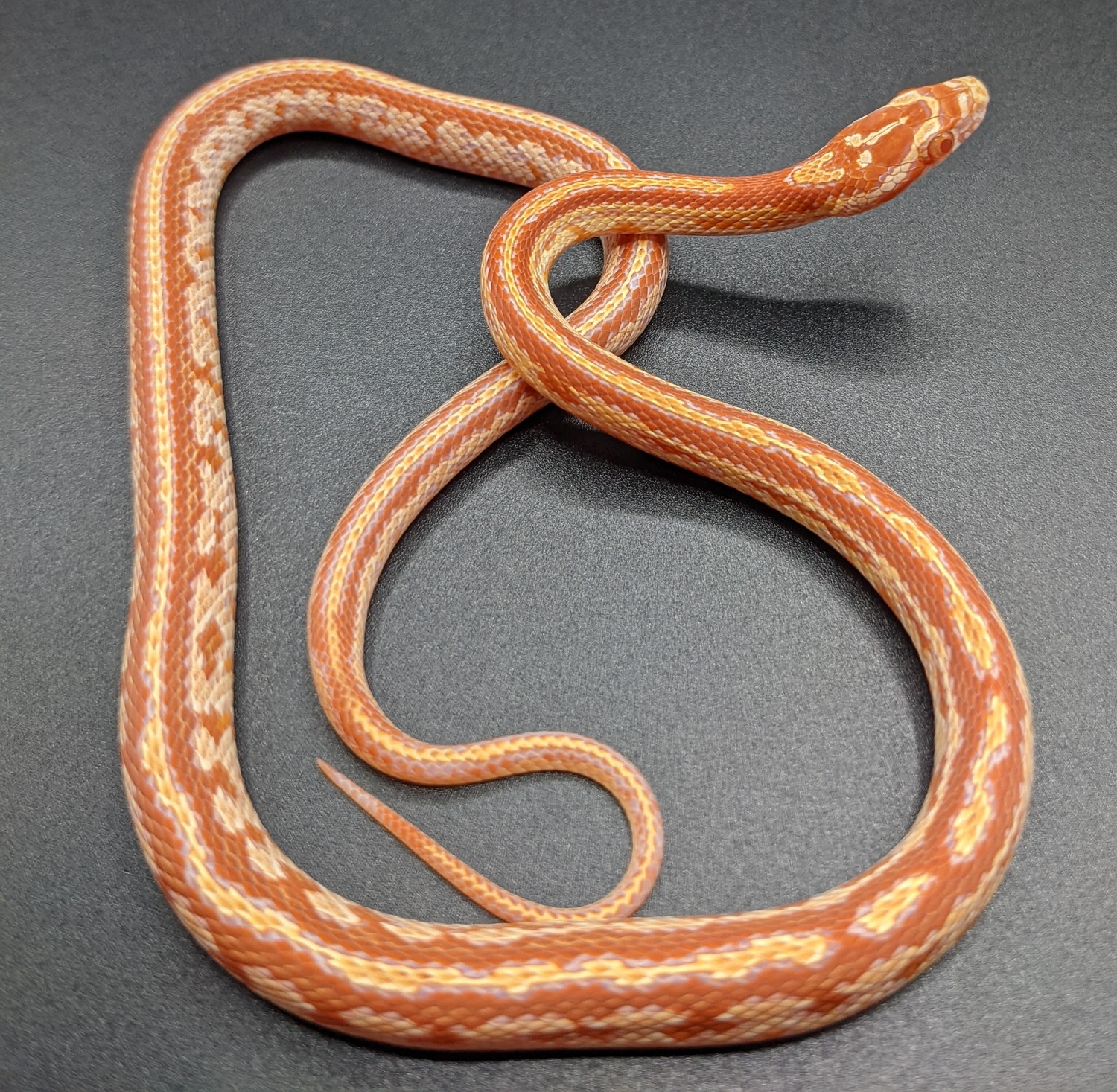 Amelanistic Corn Snake by Quirky Snakes MorphMarket