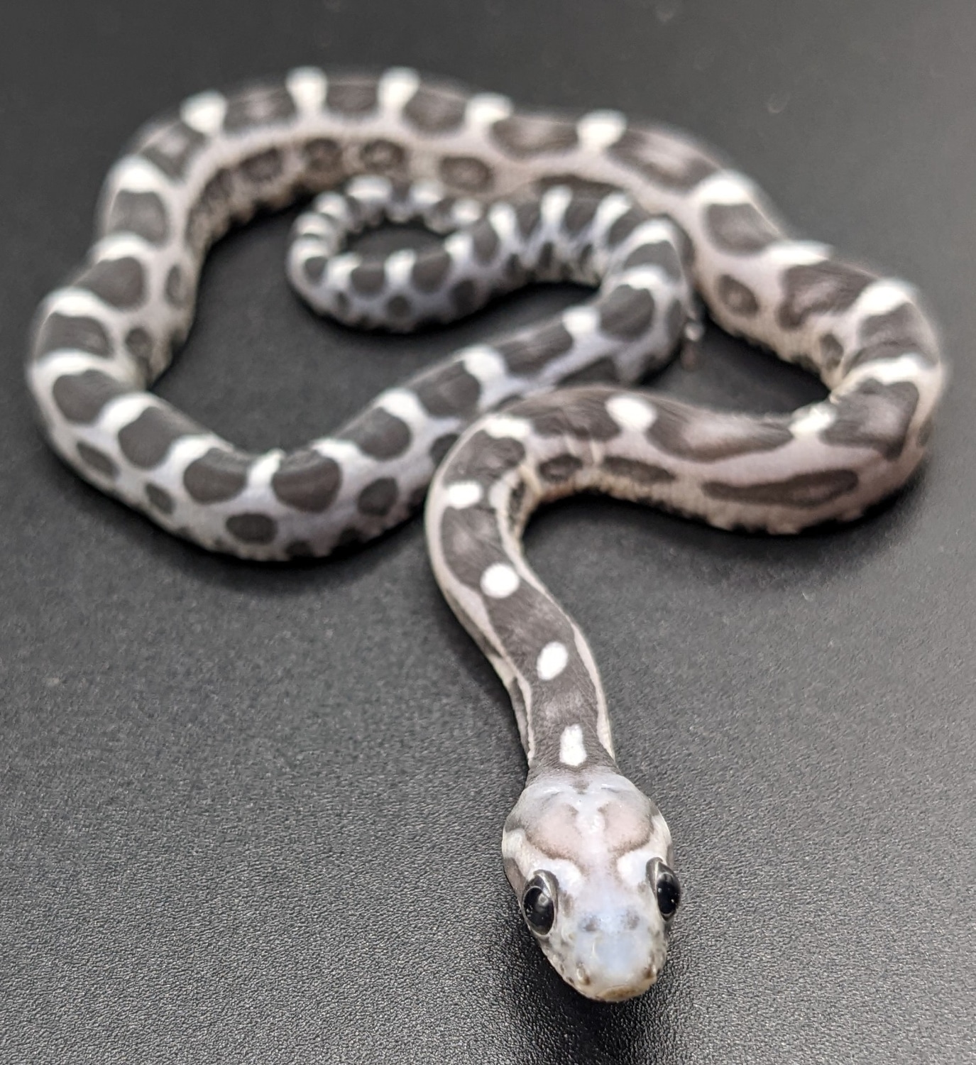 Unbelievable! What Corn Snakes' Teeth Really Look Like - 0f54tfw