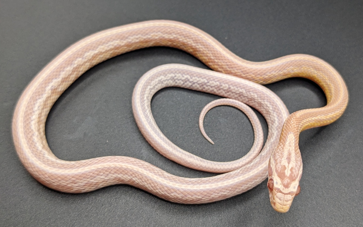 YEARLING Salmon Tessera Corn Snake by Quirky Snakes MorphMarket