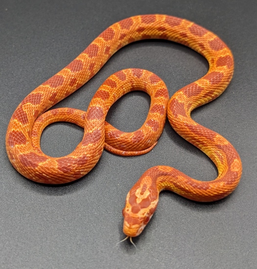 Red Factor Snake BOGO 50% Off Yearling SUPER Red Factor Corn Snake by Quirky Snakes