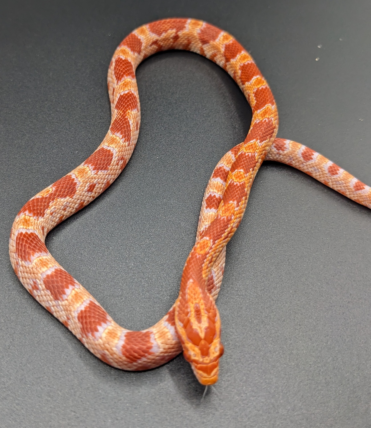 YEARLING Amel Pos CHERRY Corn Snake by Quirky Snakes - MorphMarket