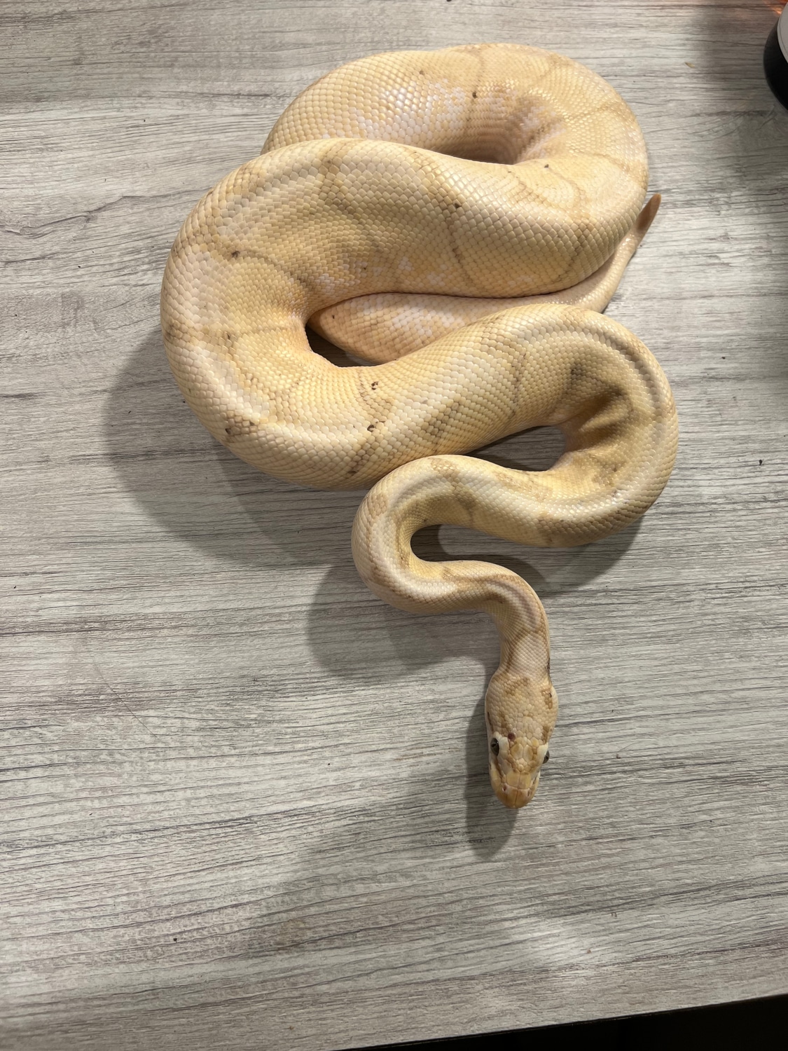 Banana Spider Ball Python by Raptor Reptiles MorphMarket