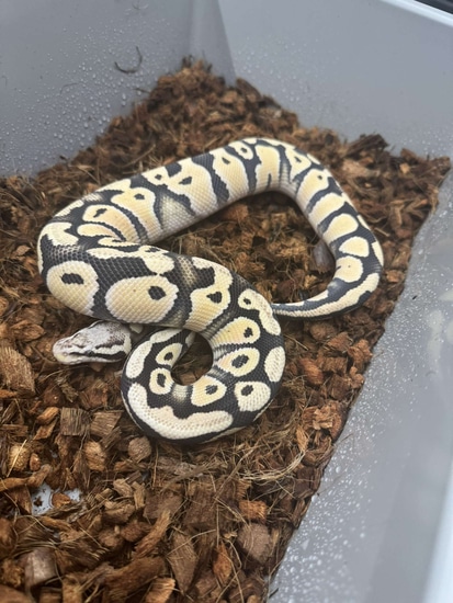 Pastel Desert Ghost 100% Het Cryptic Ball Python by R3n3gad3 Reptiles Llc