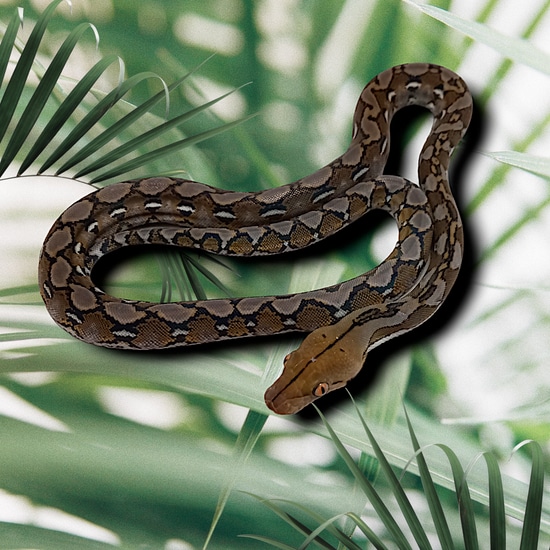 Classic (Super Dwarf) Reticulated Python by SN8KE