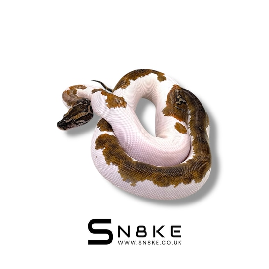 High White Pied : Het Caramel Burmese Python by SN8KE