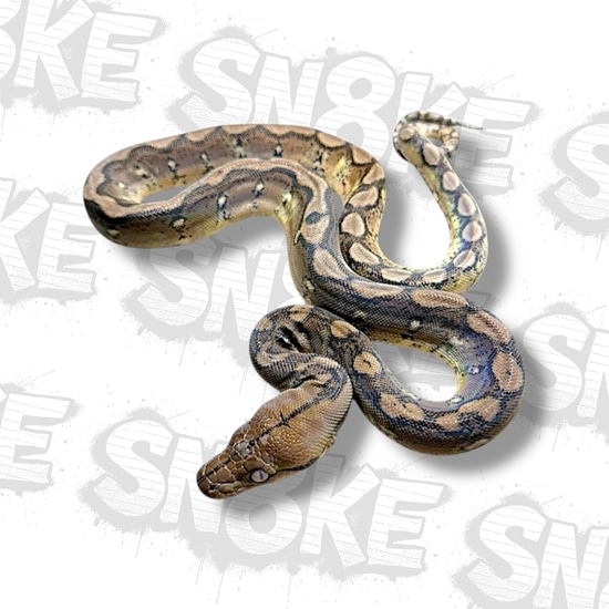 Motley Tiger Paradox Reticulated Python by SN8KE