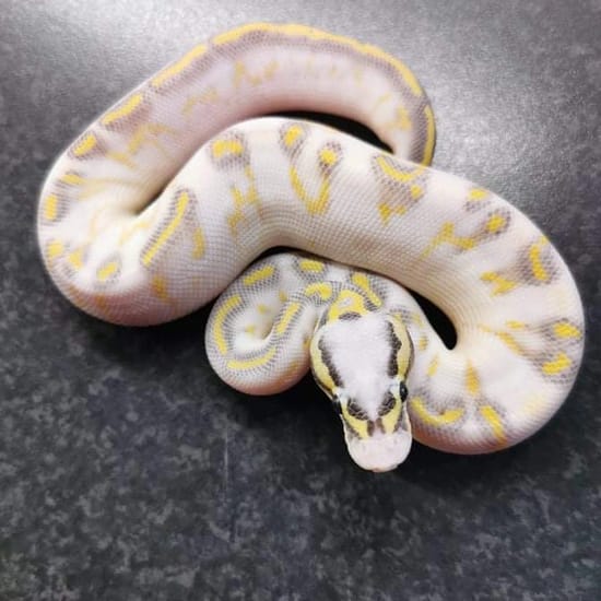 Super Pastel Highway Ball Python by Rabs Reptiles