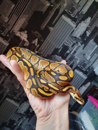 Special Calico Granite Ball Python by Rachel Cullen