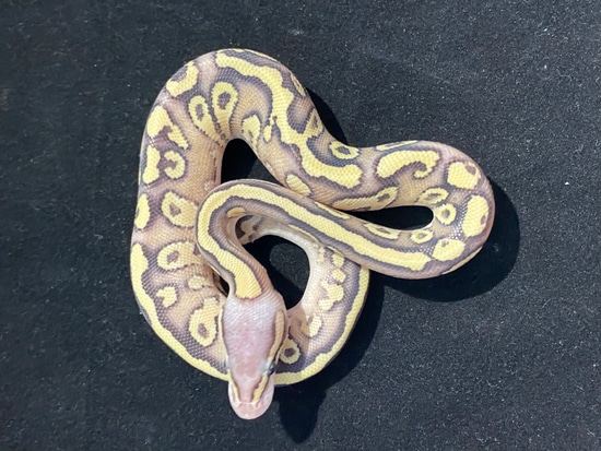 Fire Cos Mojave Pastel Het Clown Ball Python by ACSG Royal Pythons UK