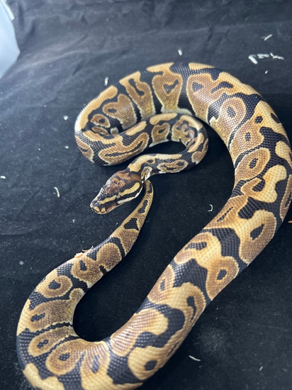 Spotnose Het Clown Ball Python by ACSG Royal Pythons UK