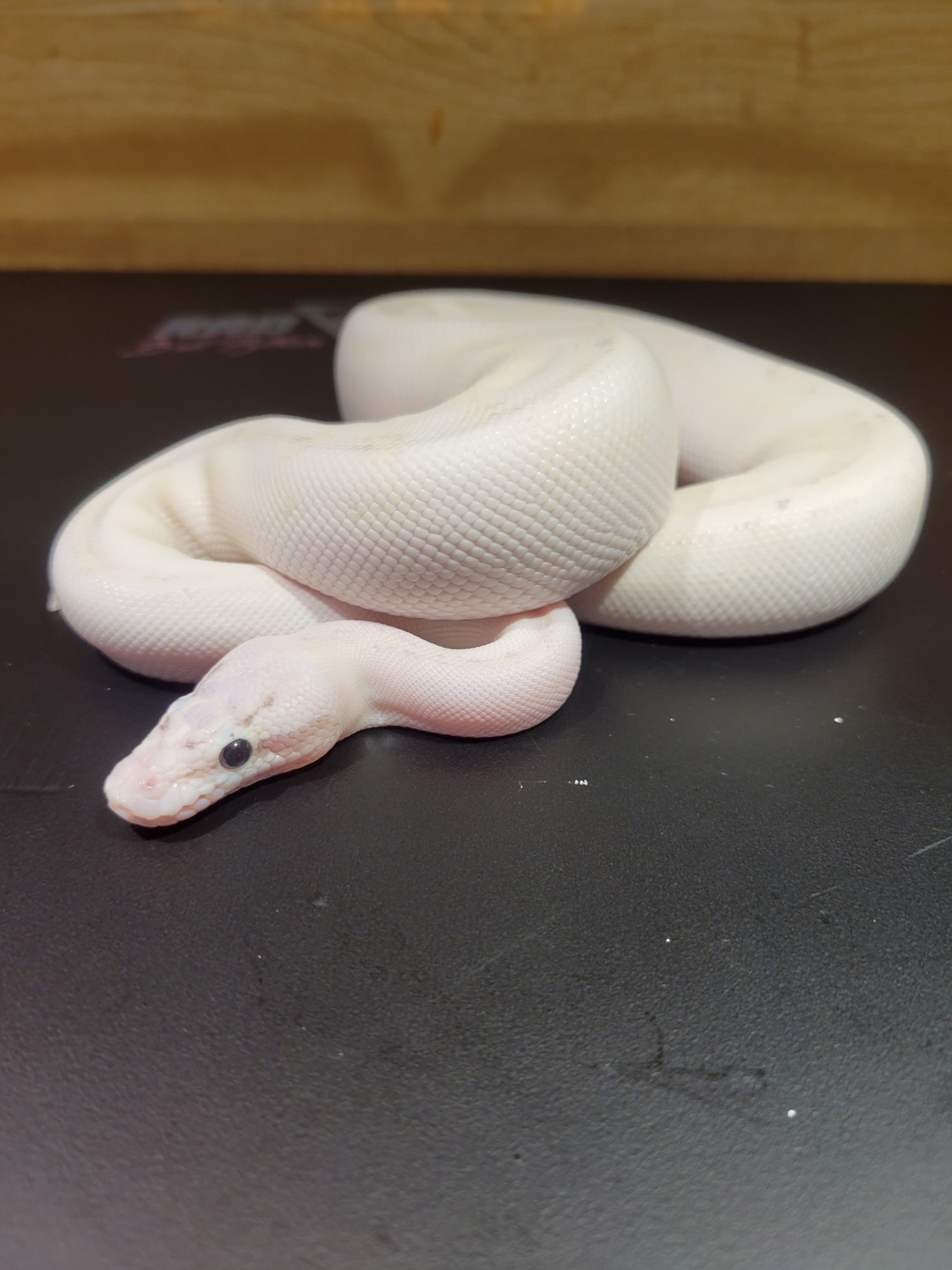 Ivory Ball Python by Rad Balls Ball Pythons MorphMarket