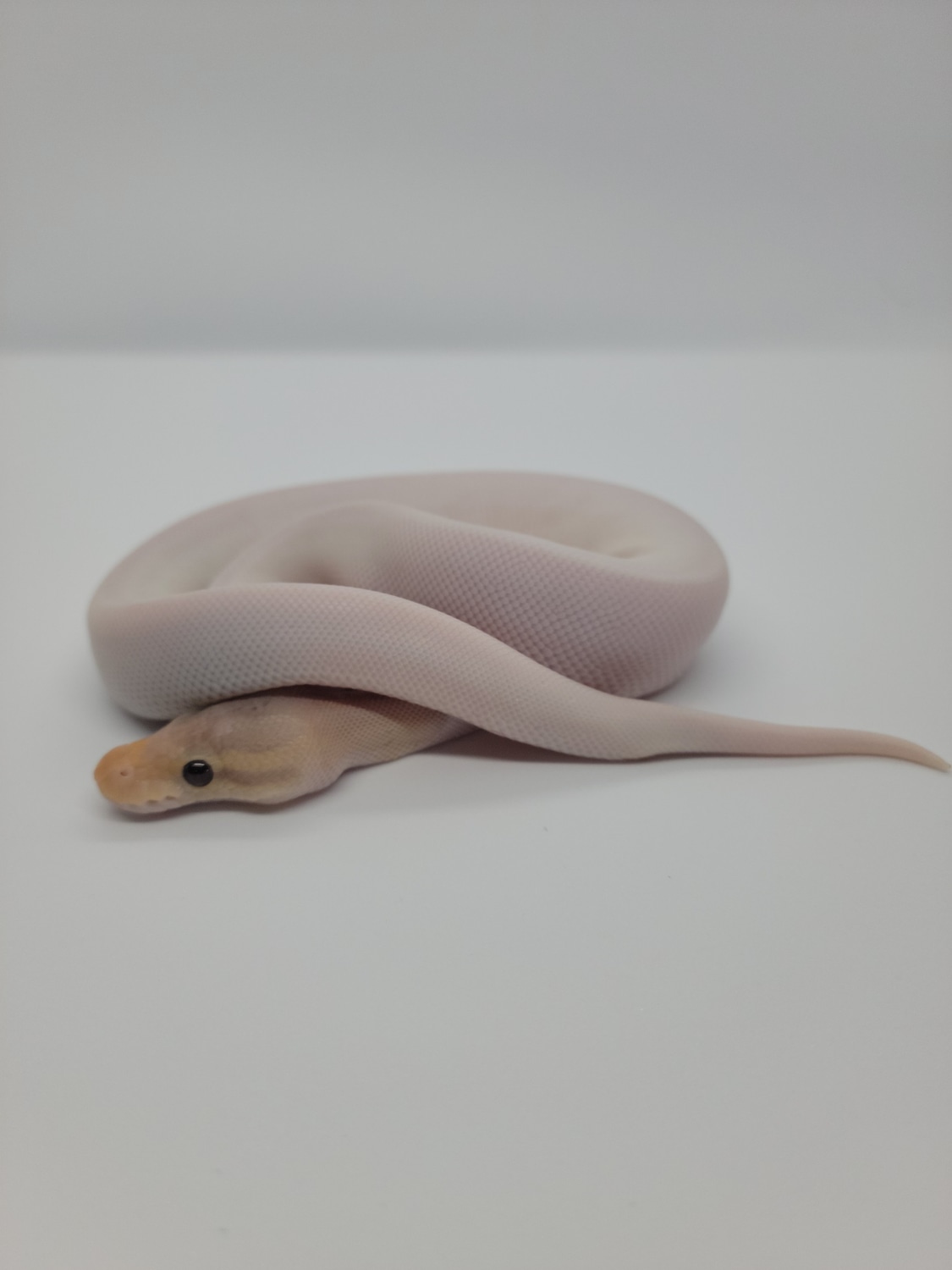 Male Banana Cinnamon Pied Ball Python by Rad Balls Ball Pythons