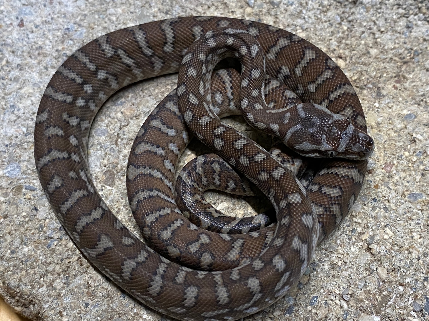 Classic Bredl's Python Centralian Carpet Python by RAD Reptiles ...