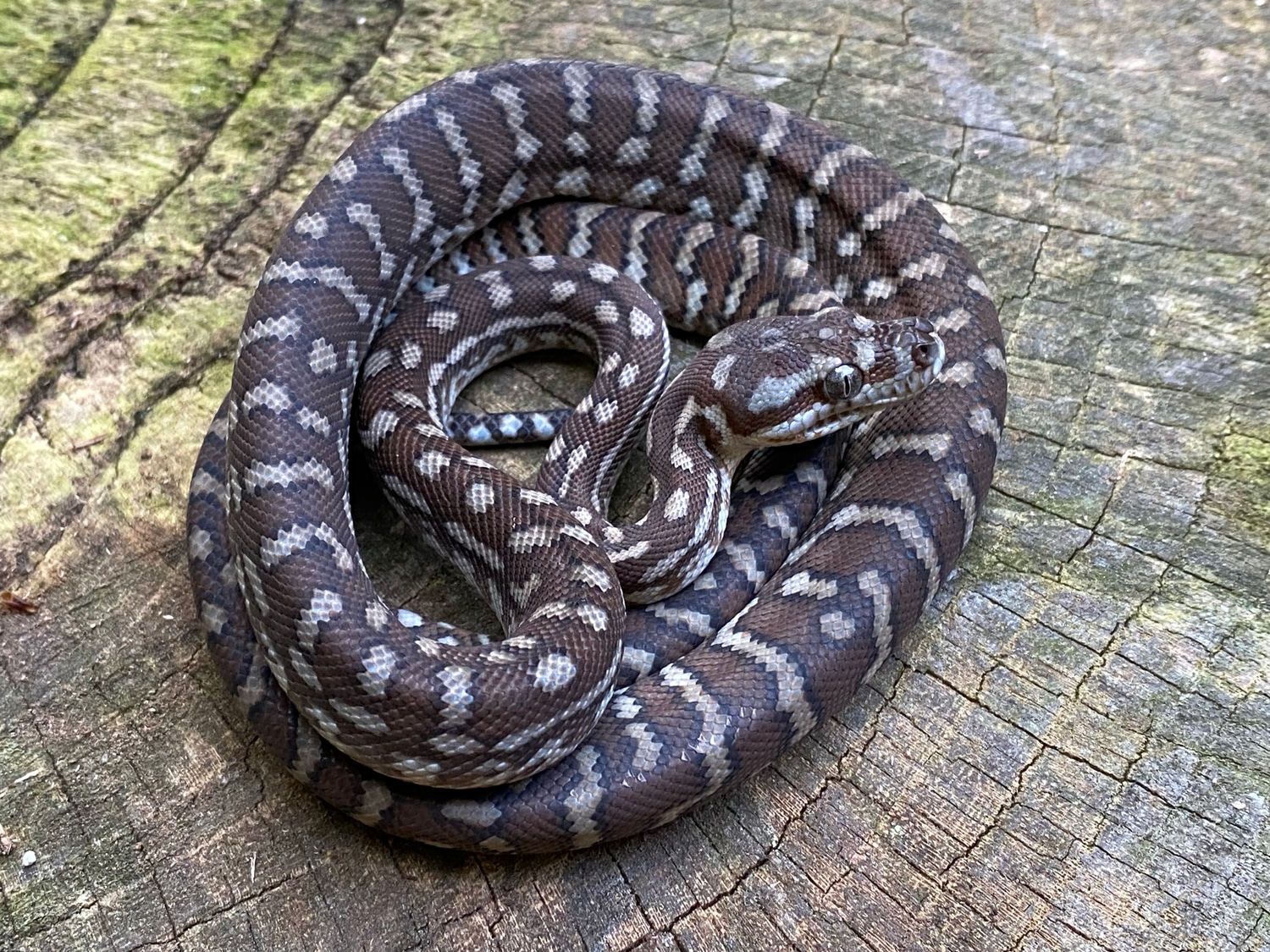 Classic Bredl's Python Centralian Carpet Python by RAD Reptiles ...