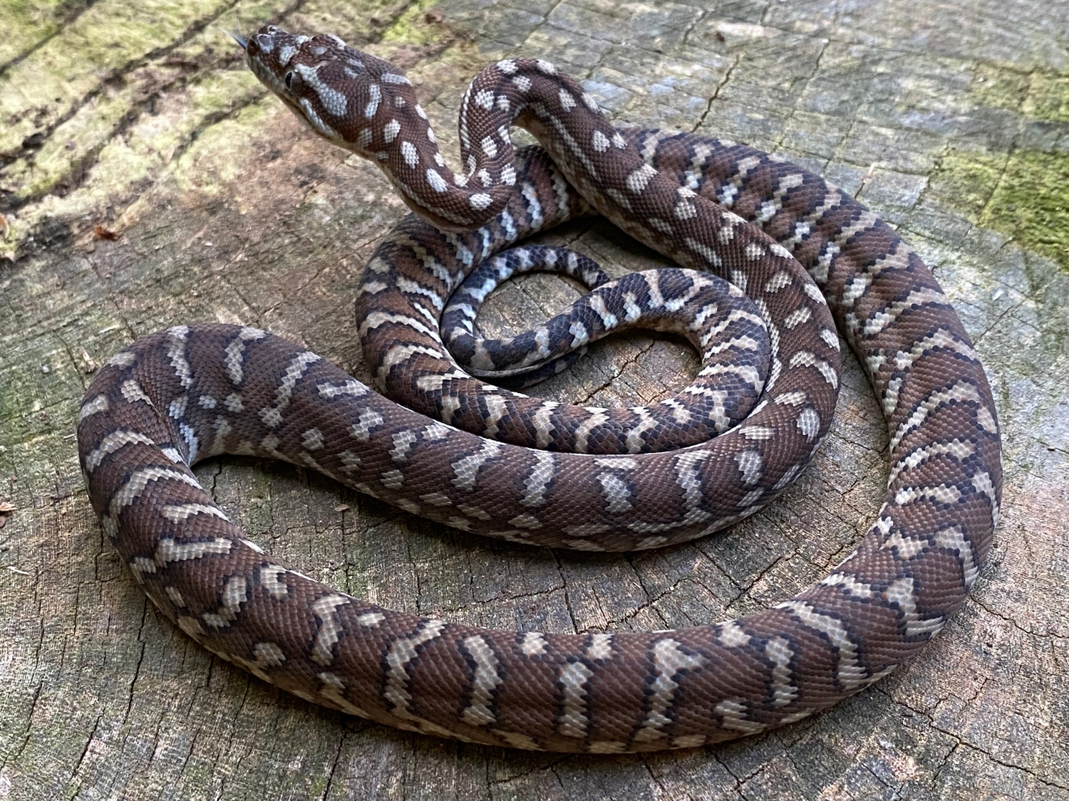 Classic Bredl's Python Centralian Carpet Python by RAD Reptiles ...