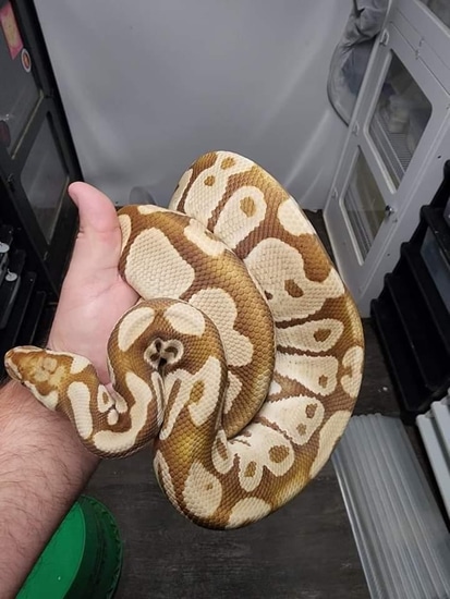 Pastel Monarch Ball Python Pastel Monarch Ball Python by RadAzzDesigns