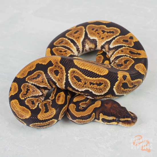 Huffen Ball Python Huffman Het Hypo Ball Python by Kori Martin Reptiles
