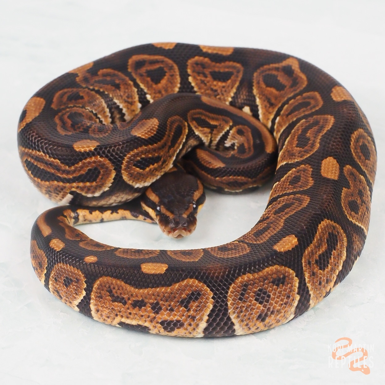 Huffman Or Razor Ball Python by Kori Martin Reptiles - MorphMarket