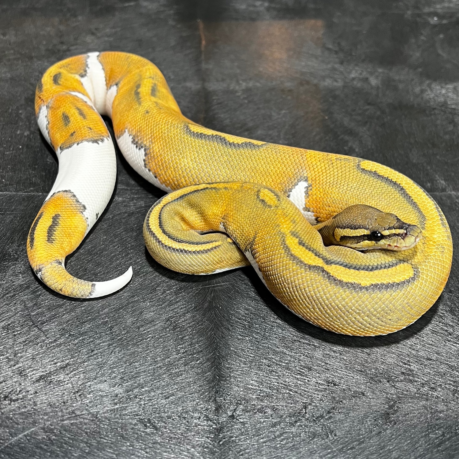 Huffman Hypo Pied *Free Shipping* Ball Python by Kori Martin Reptiles MorphMarket