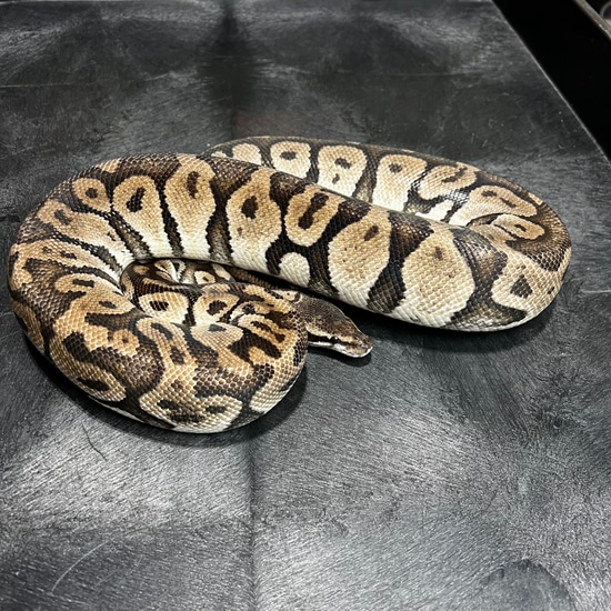 Proven Super Pastel Black Axanthic *Free Shipping* Ball Python by Kori Martin Reptiles