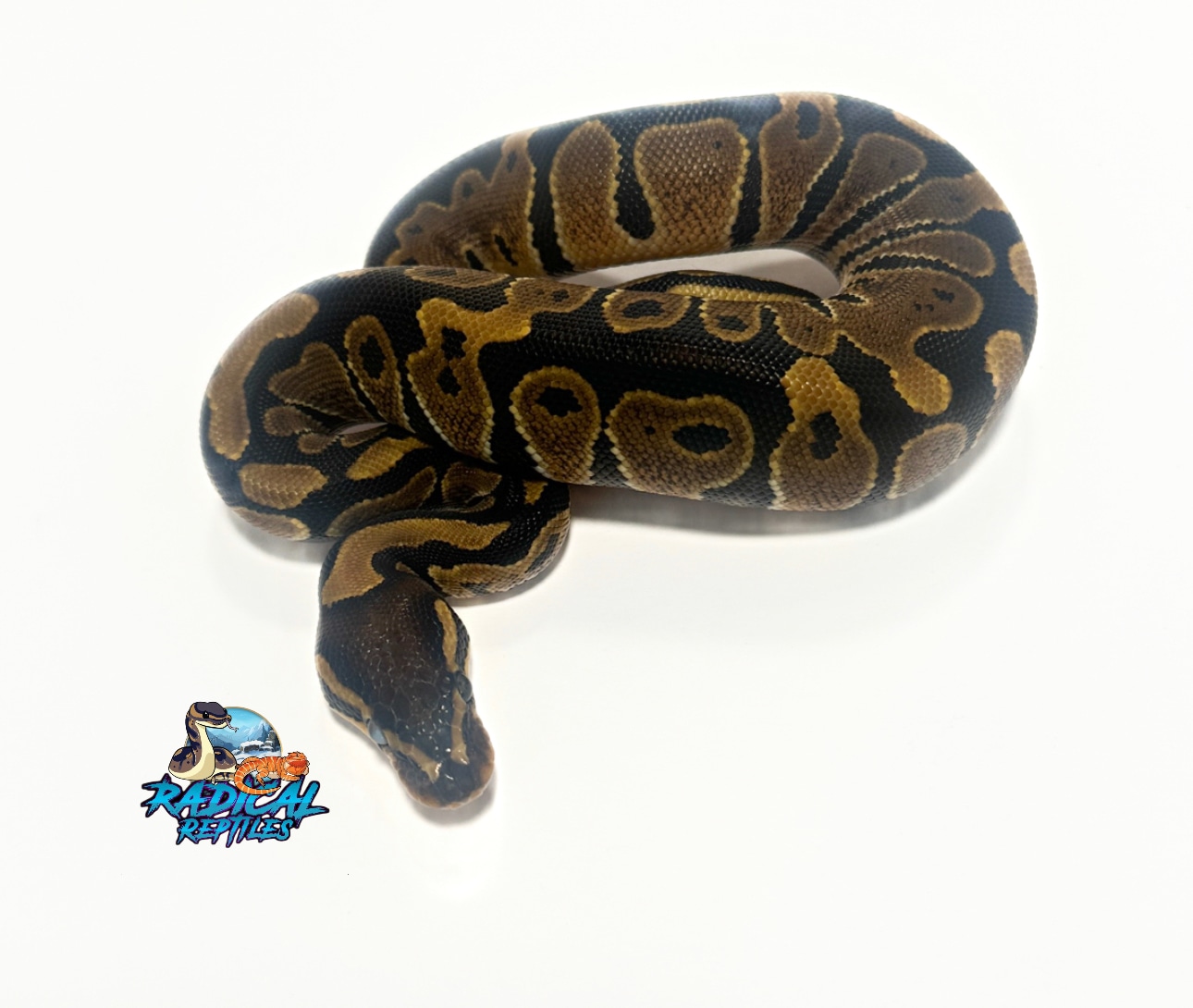 Normal Ball Python by Radical Reptiles - MorphMarket