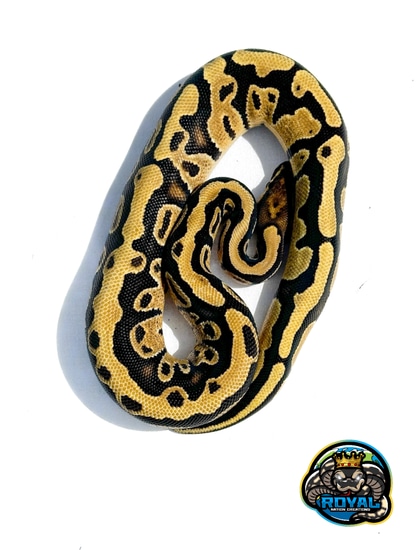 Pastel Fire Ball Python by Royal Nation Creations