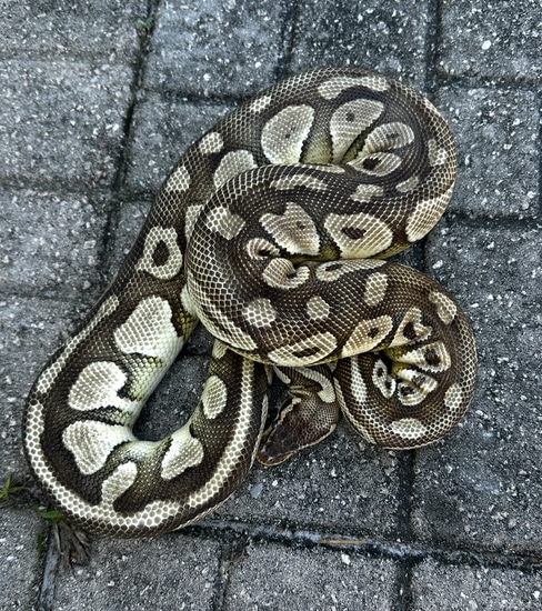 Lesser Pastel Royal Python Lesser Pastel Ball Python by Royal Nation Creations