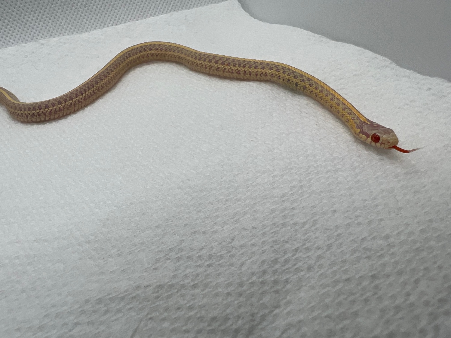 T Albino Plains 100 Het Blue Ax Garter Snake by RJs Garter Snakes