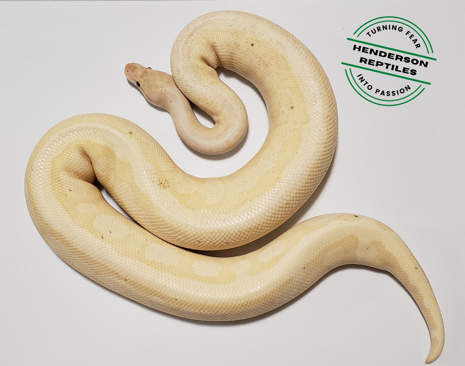 NOW ON SALE!! Banana Superstripe HGW 1500G PB NOW ON SALE!! Ball Python