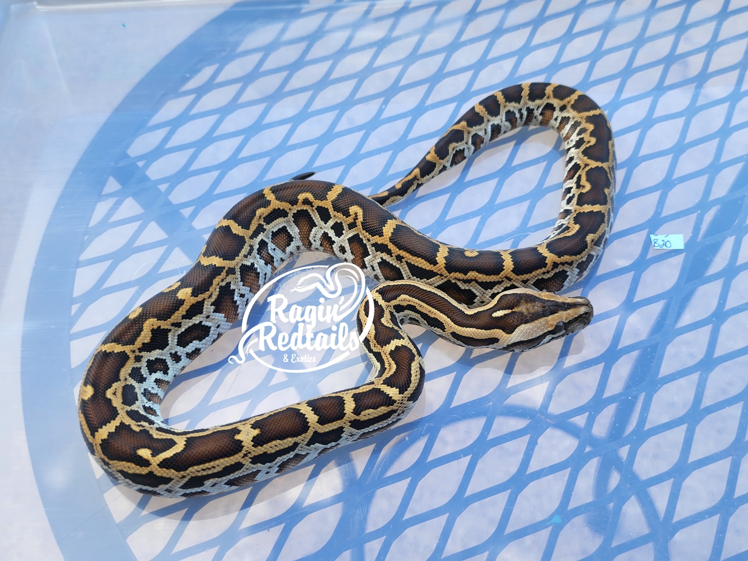 Normal 100% DH Albino/labyrinth 50% Granite Burmese Python by Ragin ...