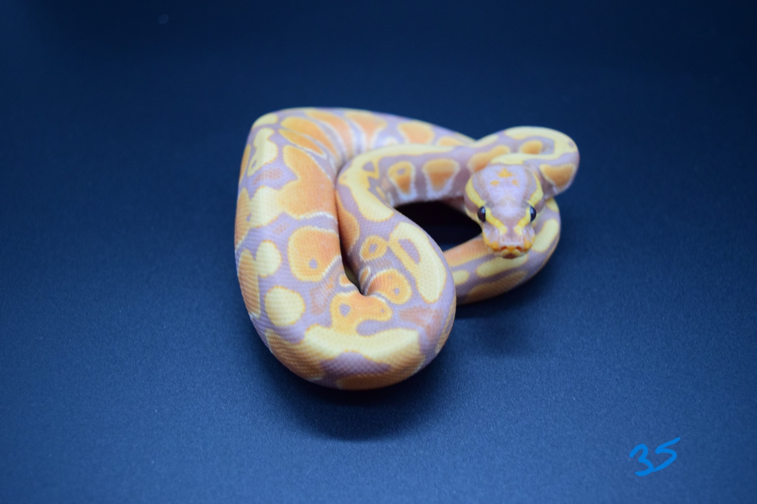 Banana Het Albino Ball Python by Ragin' Reptiles Supply LLC MorphMarket