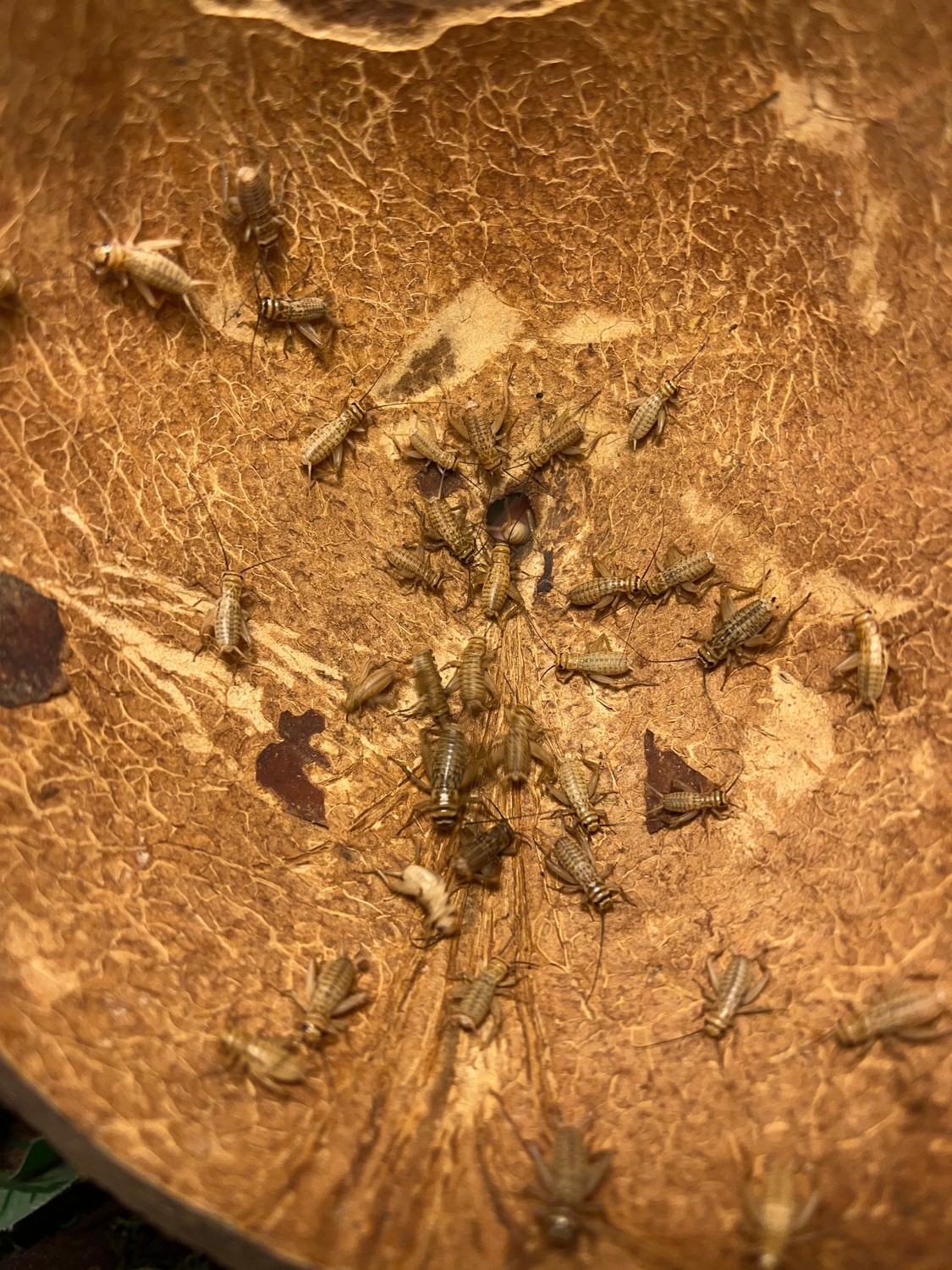 Pinhead And Adult Camel Crickets Other Invertebrate by Repti Feast