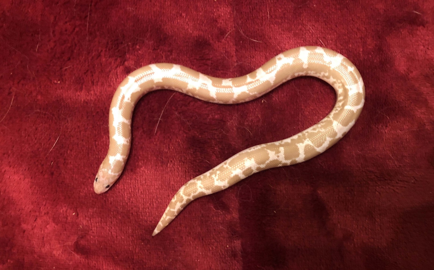Snow Kenyan Sand Boa by TLC Reptiles MorphMarket