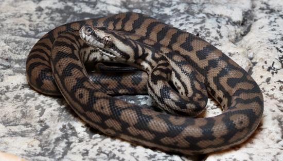 CB23 Murray-Darling Carpet Python Other Carpet Python by Rainforest Exotics